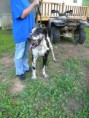 /album/photo-gallery-stud-service/hank9-jpg/