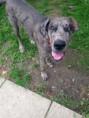 /album/photo-gallery-stud-service/roscoe1-jpg1/
