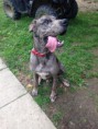 /album/photo-gallery-stud-service/roscoe2-jpg/