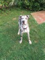 /album/photo-gallery-dixies-puppies/archer-jpg1/