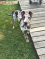 /album/photo-gallery-dixies-puppies/baelfire-jpg1/