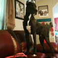 /album/photo-gallery-dixies-puppies/coal-jpg1/