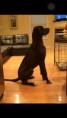 /album/photo-gallery-lailas-puppies/mayhem-jpg1/