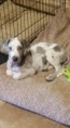 /album/photo-gallery-lailas-puppies/mia-jpg1/