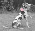 /album/photo-gallery-lailas-puppies/nadiyah-jpg1/