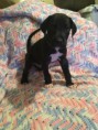 /album/photo-gallery-trixies-puppies/dieselcontract-jpg/