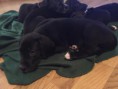 /album/photo-gallery-trixies-puppies/ellycontract-jpg/