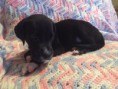 /album/photo-gallery-trixies-puppies/keizercontact-jpg/