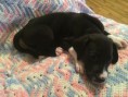 /album/photo-gallery-trixies-puppies/laylacontact-jpg/