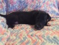 /album/photo-gallery-trixies-puppies/pinkcamocollarcontract-jpg/