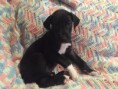 /album/photo-gallery-trixies-puppies/pinkcollarcontract-jpg/