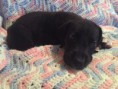 /album/photo-gallery-trixies-puppies/titancontact-jpg/