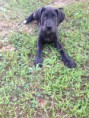 /album/photo-gallery-lailas-puppies/lily-jpg1/