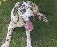 /album/photo-gallery-lailas-puppies/sophie-jpg/