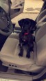/album/photo-gallery-lailas-puppies/anubis32-jpg/