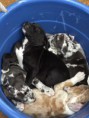 /album/photo-gallery-dixies-puppies/a11180045-1580442605539401-275689827-n-jpg/