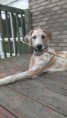 /album/photo-gallery-dixies-puppies/athena-jpg/