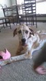 /album/photo-gallery-dixies-puppies/athena1-jpg/