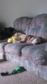 /album/photo-gallery-dixies-puppies/athena5-jpg/