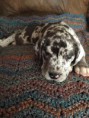 /album/photo-gallery-dixies-puppies/aurora-jpg/