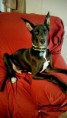 /album/photo-gallery-dixies-puppies/coal1-jpg/