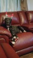 /album/photo-gallery-dixies-puppies/coal2-jpg/