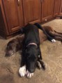 /album/photo-gallery-trixies-puppies/axel1-jpg/