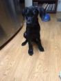 /album/photo-gallery-trixies-puppies/diesel1-jpg/