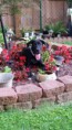 /album/photo-gallery-trixies-puppies/ellie1-jpg/