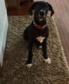 /album/photo-gallery-trixies-puppies/keizer1-jpg/