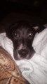/album/photo-gallery-trixies-puppies/keizer2-jpg/