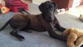 /album/photo-gallery-lailas-puppies/anubis33-jpg/