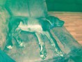 /album/photo-gallery-lailas-puppies/apollo18-jpg/