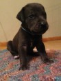 /album/photo-gallery-lailas-puppies/apollocontract-jpg/